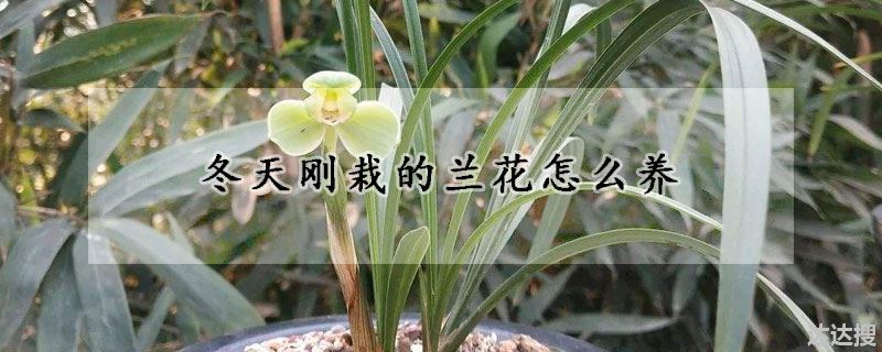 冬天刚栽的兰花怎么养