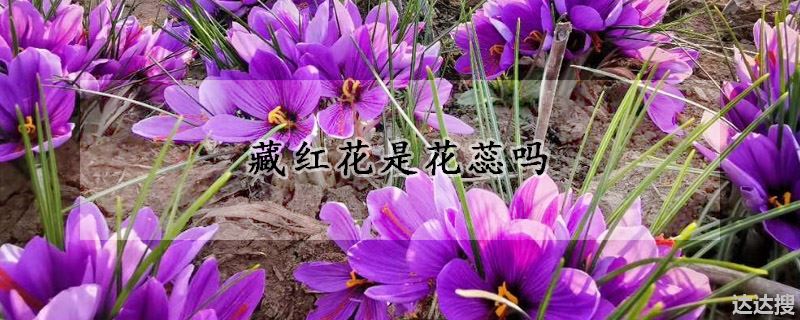 藏红花是花蕊吗