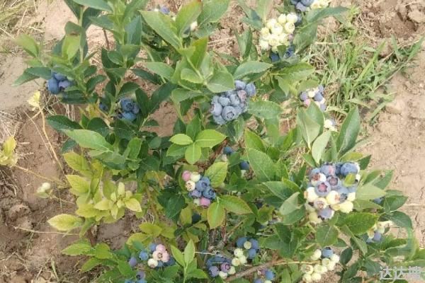 奥尼尔蓝莓特点介绍，附种植方法