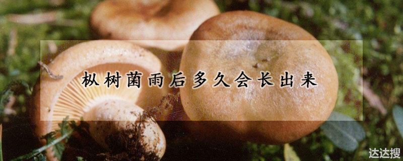 枞树菌雨后多久会长出来