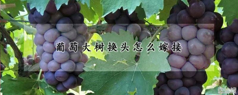 葡萄大树换头怎么嫁接