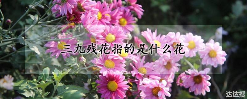 三九残花指的是哪种花（三九残花指的是什么花）