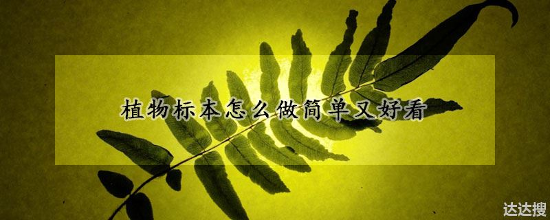 植物标本怎么做简单又好看