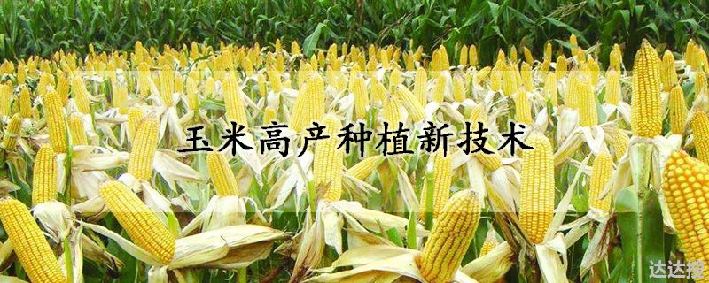 玉米高产种植新技术
