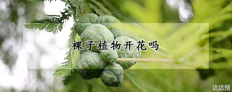 裸子植物开花吗