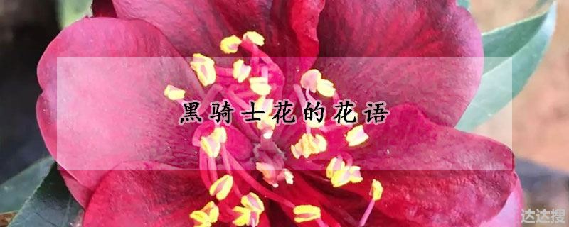 黑骑士花的花语