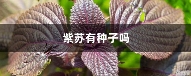 紫苏有种子吗 紫苏开花后怎么养