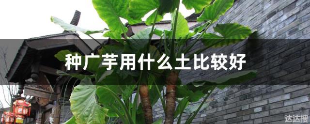 种广芋用什么土比较好