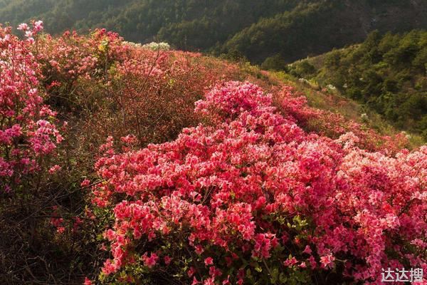 映山红冬天可以移栽吗，附移栽注意事项