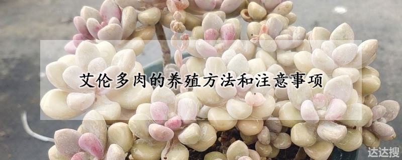 艾伦多肉的养殖方法和注意事项