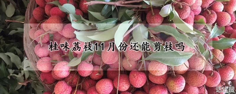 桂味荔枝11月份还能剪枝吗