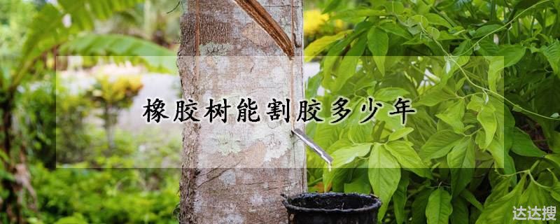 橡胶树能割胶多少年