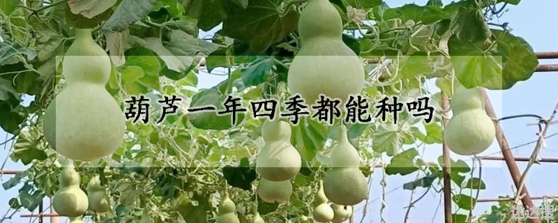 葫芦一年四季都能种吗