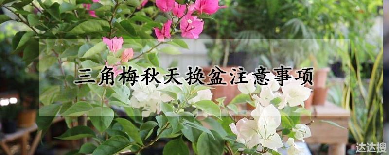 三角梅秋天换盆注意事项