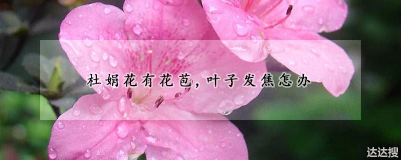 杜娟花有花苞,叶子发焦怎办