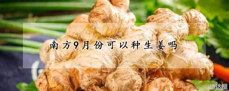 南方9月份可以种生姜吗