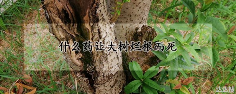 让大树烂根而死的药（什么药让大树烂根而死）