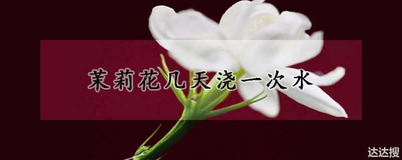 茉莉花几天浇一次水