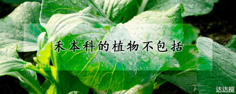 禾本科的植物不包括