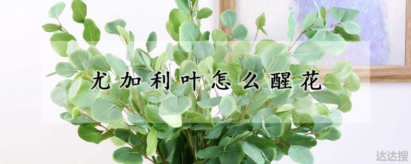 尤加利叶怎么醒花