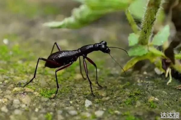 蚂蚁是怎么繁殖的