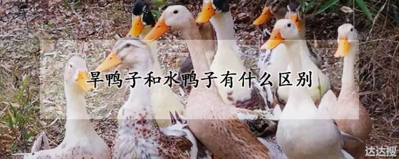 旱鸭子和水鸭子有什么区别