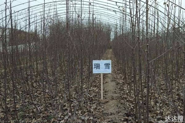 瑞雪苹果栽培技术