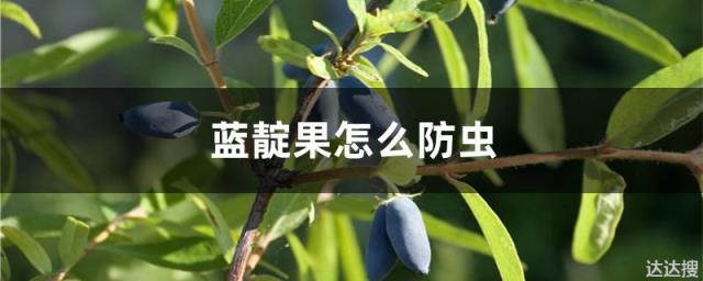 蓝靛果怎么防虫