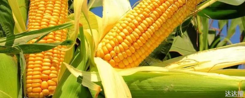 玉米生长温度不能低于多少度 玉米种植温度和方法