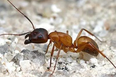 蚂蚁的生物习性及危害