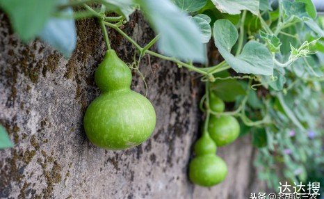 家里挂葫芦能辟邪消灾？但老农却说：家里挂葫芦，越挂越糊涂